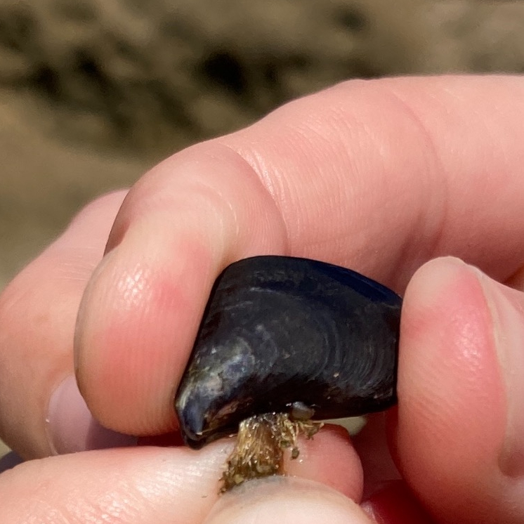 A mussel and its network of byssal threads - collagen-like threads used to stay anchored in rocky shore habitats